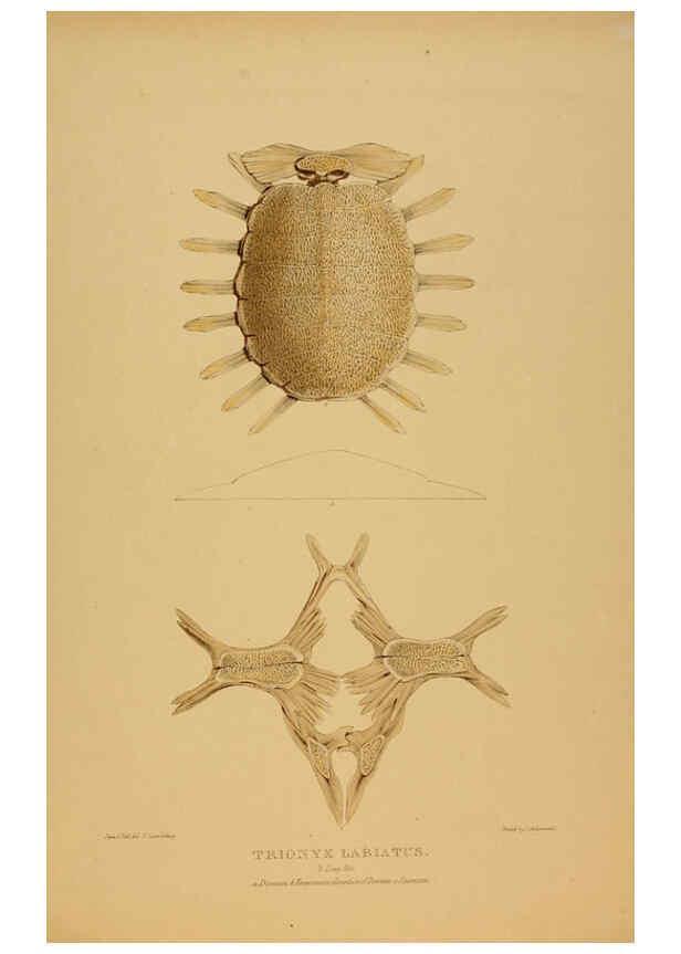 Reproducción/Reproduction 5978411884: Tortoises, terrapins, and turtles London, Paris, and Frankfort :H. Sotheran, J. Baer & co.,1872