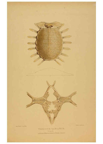 Reproducción/Reproduction 5978411884: Tortoises, terrapins, and turtles London, Paris, and Frankfort :H. Sotheran, J. Baer & co.,1872