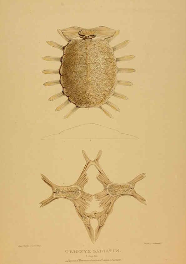 Reproducción/Reproduction 5978411884: Tortoises, terrapins, and turtles London, Paris, and Frankfort :H. Sotheran, J. Baer & co.,1872
