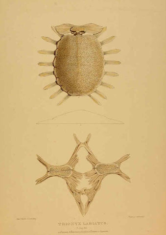 Reproducción/Reproduction 5978411884: Tortoises, terrapins, and turtles London, Paris, and Frankfort :H. Sotheran, J. Baer & co.,1872