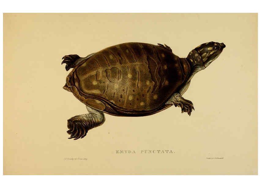 Reproducción/Reproduction 5977852697: Tortoises, terrapins, and turtles London, Paris, and Frankfort :H. Sotheran, J. Baer & co.,1872