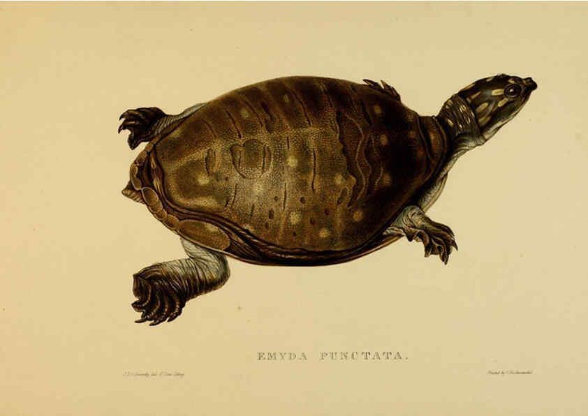 Reproducción/Reproduction 5977852697: Tortoises, terrapins, and turtles London, Paris, and Frankfort :H. Sotheran, J. Baer & co.,1872