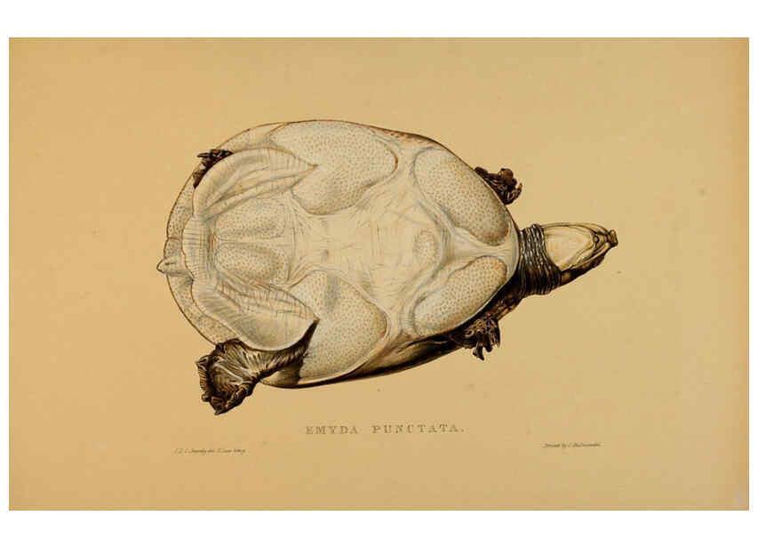 Reproducción/Reproduction 5977852951: Tortoises, terrapins, and turtles London, Paris, and Frankfort :H. Sotheran, J. Baer & co.,1872