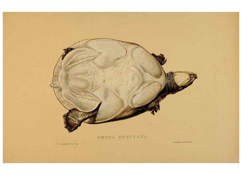 Reproducción/Reproduction 5977852951: Tortoises, terrapins, and turtles London, Paris, and Frankfort :H. Sotheran, J. Baer & co.,1872