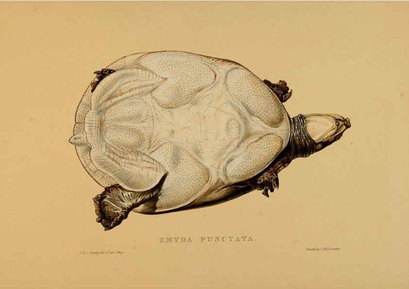 Reproducción/Reproduction 5977852951: Tortoises, terrapins, and turtles London, Paris, and Frankfort :H. Sotheran, J. Baer & co.,1872