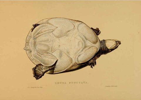 Reproducción/Reproduction 5977852951: Tortoises, terrapins, and turtles London, Paris, and Frankfort :H. Sotheran, J. Baer & co.,1872