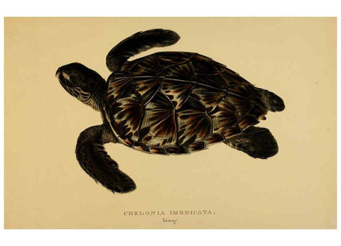 Reproducción/Reproduction 5978412944: Tortoises, terrapins, and turtles London, Paris, and Frankfort :H. Sotheran, J. Baer & co.,1872