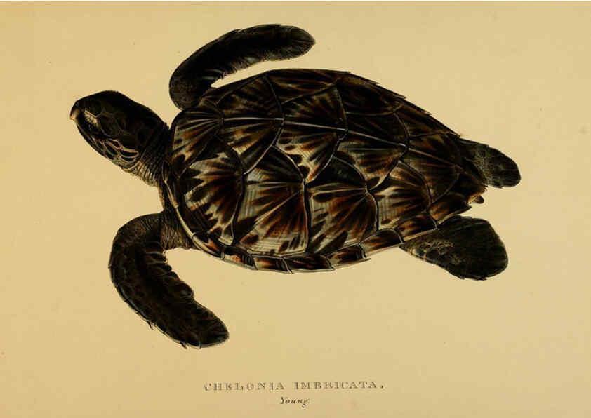 Reproducción/Reproduction 5978412944: Tortoises, terrapins, and turtles London, Paris, and Frankfort :H. Sotheran, J. Baer & co.,1872