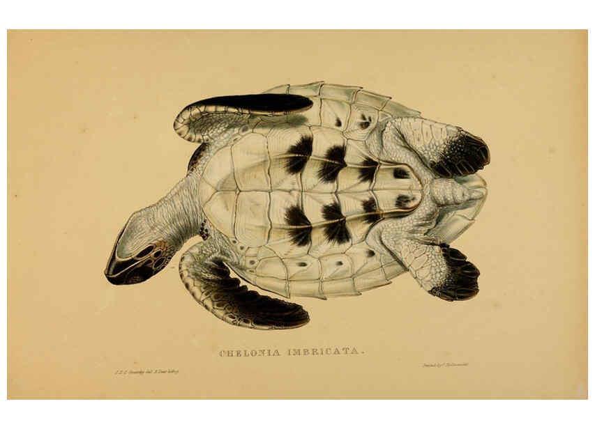 Reproducción/Reproduction 5978413180: Tortoises, terrapins, and turtles London, Paris, and Frankfort :H. Sotheran, J. Baer & co.,1872