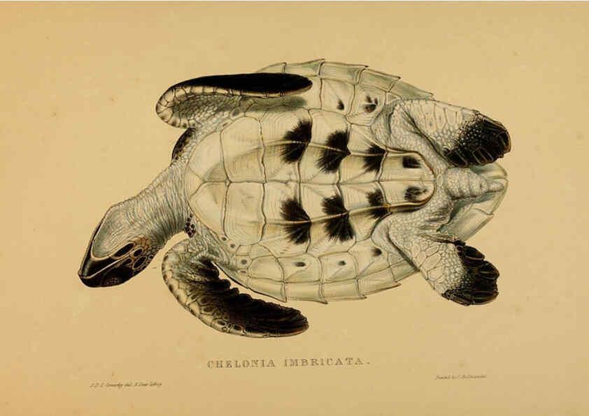 Reproducción/Reproduction 5978413180: Tortoises, terrapins, and turtles London, Paris, and Frankfort :H. Sotheran, J. Baer & co.,1872