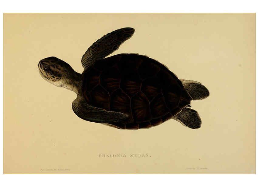 Reproducción/Reproduction 5978413380: Tortoises, terrapins, and turtles London, Paris, and Frankfort :H. Sotheran, J. Baer & co.,1872