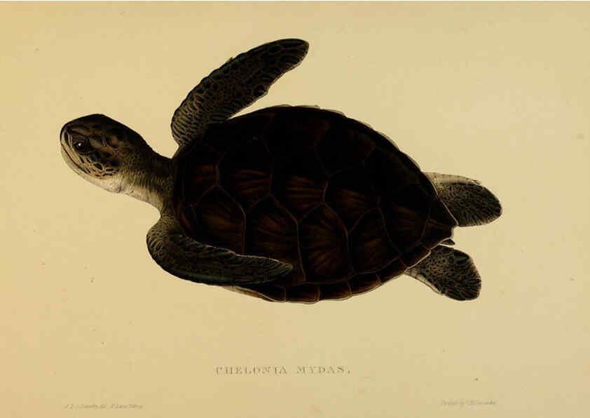 Reproducción/Reproduction 5978413380: Tortoises, terrapins, and turtles London, Paris, and Frankfort :H. Sotheran, J. Baer & co.,1872