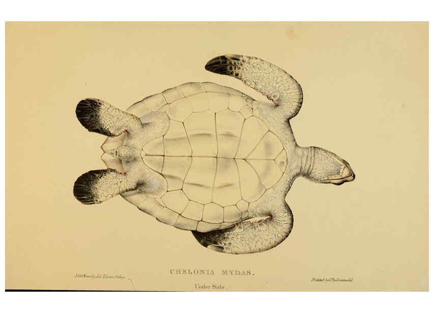 Reproducción/Reproduction 5978413624: Tortoises, terrapins, and turtles London, Paris, and Frankfort :H. Sotheran, J. Baer & co.,1872