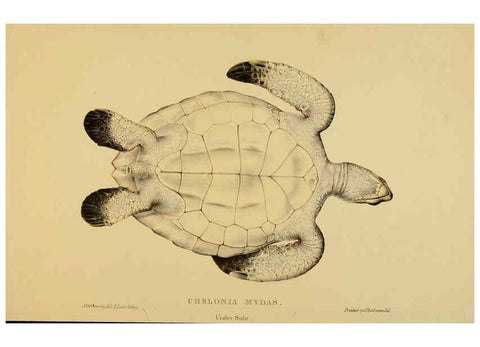 Reproducción/Reproduction 5978413624: Tortoises, terrapins, and turtles London, Paris, and Frankfort :H. Sotheran, J. Baer & co.,1872