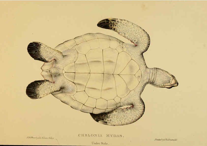 Reproducción/Reproduction 5978413624: Tortoises, terrapins, and turtles London, Paris, and Frankfort :H. Sotheran, J. Baer & co.,1872