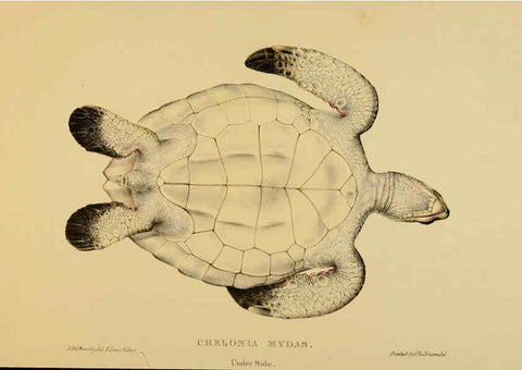 Reproducción/Reproduction 5978413624: Tortoises, terrapins, and turtles London, Paris, and Frankfort :H. Sotheran, J. Baer & co.,1872