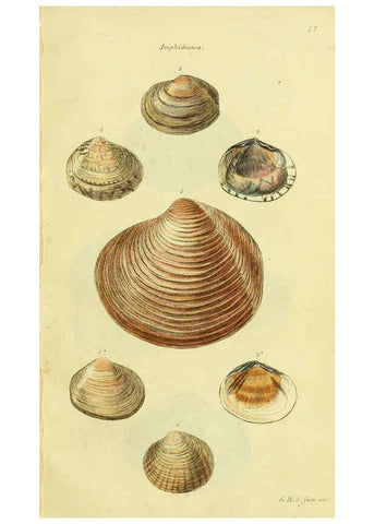 Reproducción/Reproduction 5978457588: The conchological illustrations or, Coloured figures of all the hitherto unfigured recent shells London :[s.n.] ;1832
