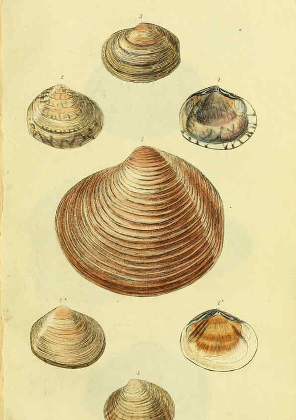 Reproducción/Reproduction 5978457588: The conchological illustrations or, Coloured figures of all the hitherto unfigured recent shells London :[s.n.] ;1832