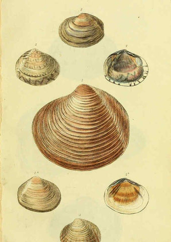 Reproducción/Reproduction 5978457588: The conchological illustrations or, Coloured figures of all the hitherto unfigured recent shells London :[s.n.] ;1832
