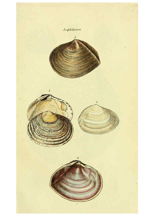 Reproducción/Reproduction 5978458002: The conchological illustrations or, Coloured figures of all the hitherto unfigured recent shells London :[s.n.] ;1832