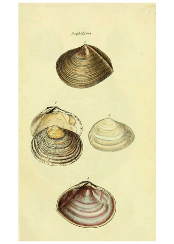 Reproducción/Reproduction 5978458002: The conchological illustrations or, Coloured figures of all the hitherto unfigured recent shells London :[s.n.] ;1832