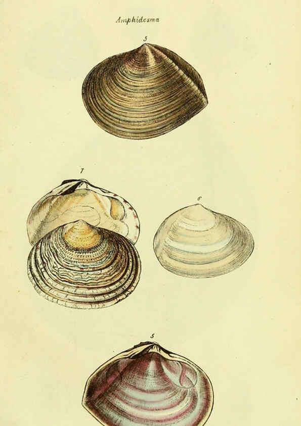 Reproducción/Reproduction 5978458002: The conchological illustrations or, Coloured figures of all the hitherto unfigured recent shells London :[s.n.] ;1832