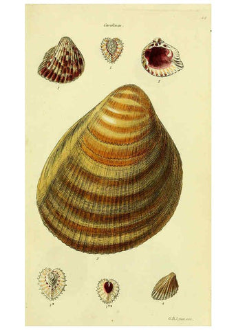 Reproducción/Reproduction 5977899539: The conchological illustrations or, Coloured figures of all the hitherto unfigured recent shells London :[s.n.] ;1832