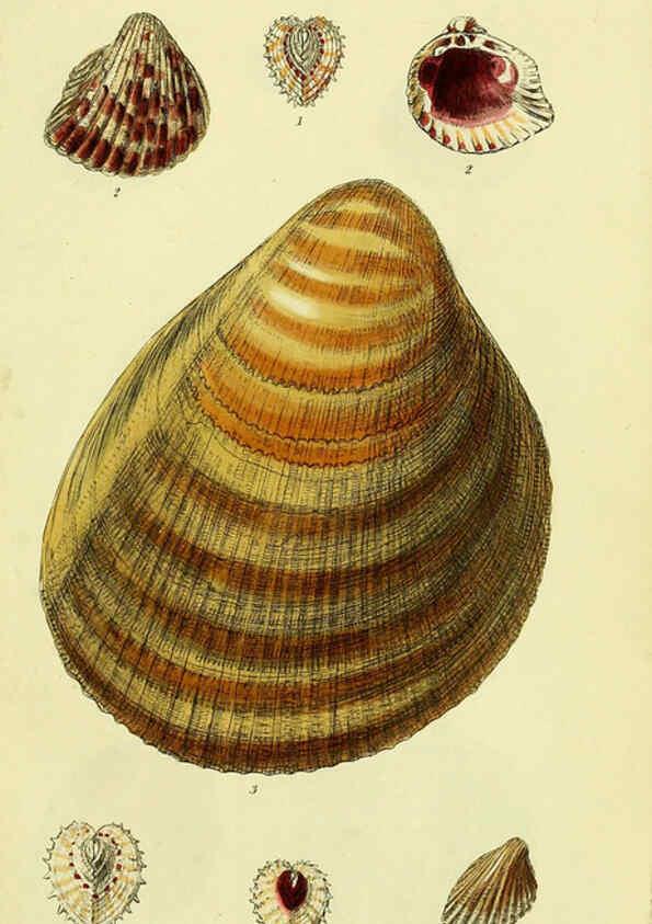 Reproducción/Reproduction 5977899539: The conchological illustrations or, Coloured figures of all the hitherto unfigured recent shells London :[s.n.] ;1832