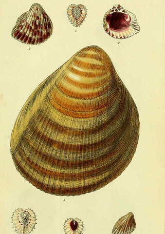 Reproducción/Reproduction 5977899539: The conchological illustrations or, Coloured figures of all the hitherto unfigured recent shells London :[s.n.] ;1832