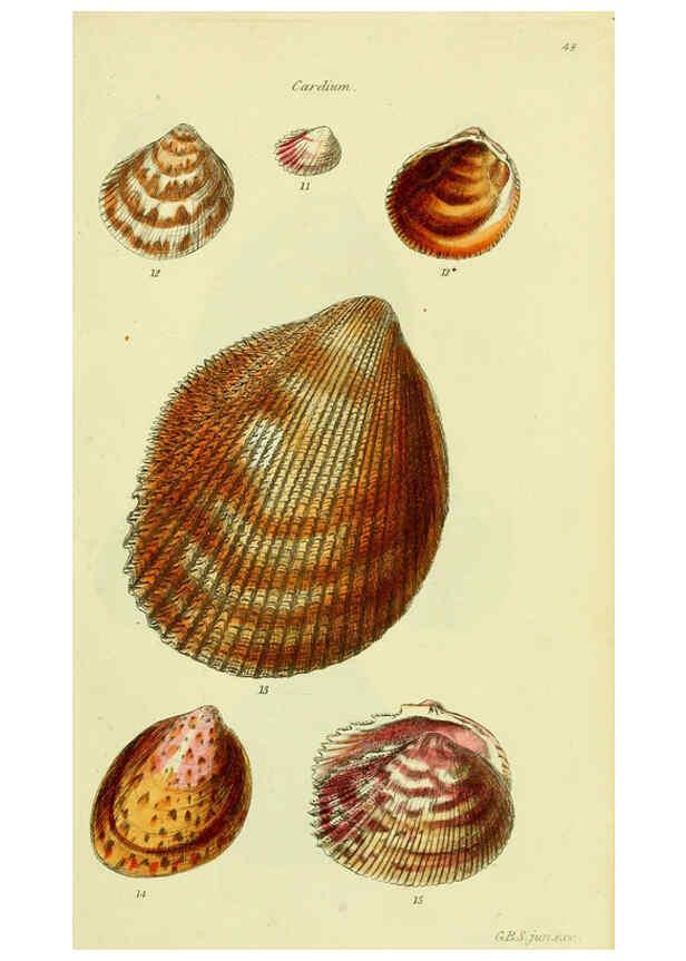 Reproducción/Reproduction 5978458690: The conchological illustrations or, Coloured figures of all the hitherto unfigured recent shells London :[s.n.] ;1832