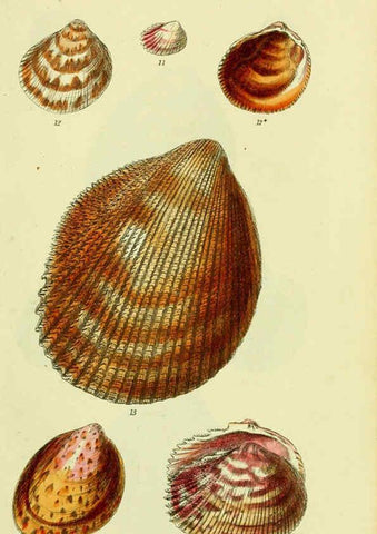 Reproducción/Reproduction 5978458690: The conchological illustrations or, Coloured figures of all the hitherto unfigured recent shells London :[s.n.] ;1832
