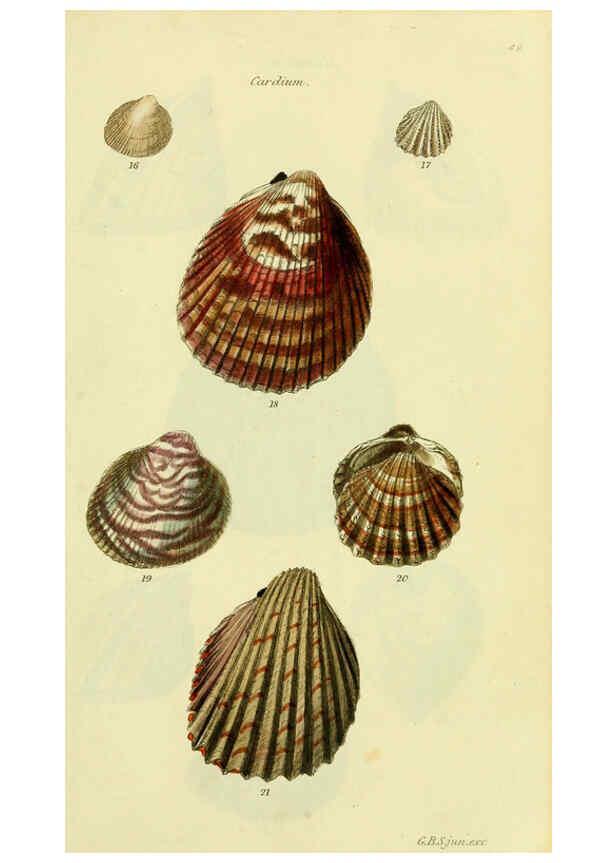 Reproducción/Reproduction 5977900075: The conchological illustrations or, Coloured figures of all the hitherto unfigured recent shells London :[s.n.] ;1832