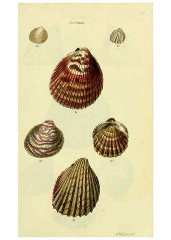 Reproducción/Reproduction 5977900075: The conchological illustrations or, Coloured figures of all the hitherto unfigured recent shells London :[s.n.] ;1832