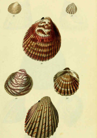 Reproducción/Reproduction 5977900075: The conchological illustrations or, Coloured figures of all the hitherto unfigured recent shells London :[s.n.] ;1832