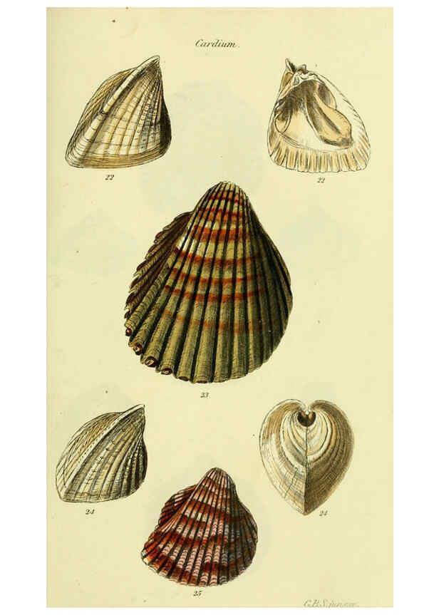 Reproducción/Reproduction 5977900407: The conchological illustrations or, Coloured figures of all the hitherto unfigured recent shells London :[s.n.] ;1832