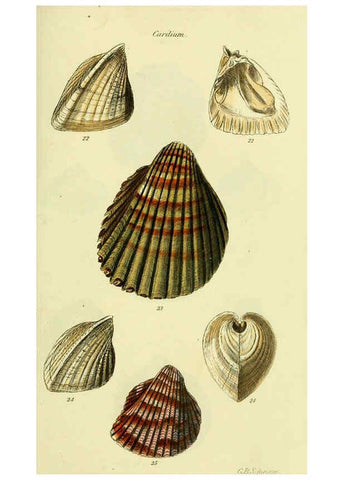 Reproducción/Reproduction 5977900407: The conchological illustrations or, Coloured figures of all the hitherto unfigured recent shells London :[s.n.] ;1832
