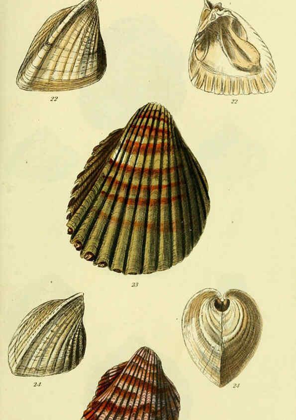 Reproducción/Reproduction 5977900407: The conchological illustrations or, Coloured figures of all the hitherto unfigured recent shells London :[s.n.] ;1832