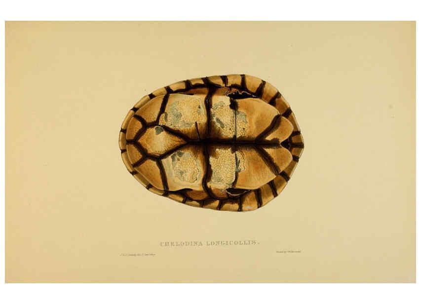 Reproducción/Reproduction 5977850631: Tortoises, terrapins, and turtles London, Paris, and Frankfort :H. Sotheran, J. Baer & co.,1872