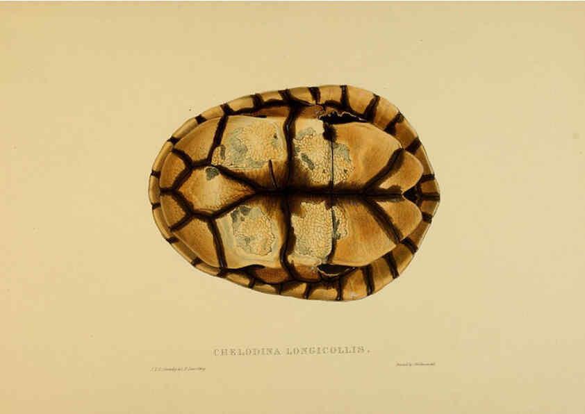 Reproducción/Reproduction 5977850631: Tortoises, terrapins, and turtles London, Paris, and Frankfort :H. Sotheran, J. Baer & co.,1872