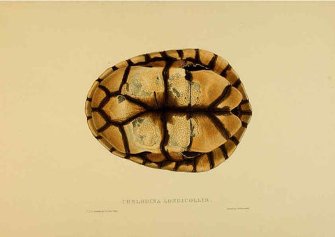 Reproducción/Reproduction 5977850631: Tortoises, terrapins, and turtles London, Paris, and Frankfort :H. Sotheran, J. Baer & co.,1872
