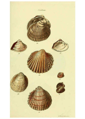 Reproducción/Reproduction 5977900761: The conchological illustrations or, Coloured figures of all the hitherto unfigured recent shells London :[s.n.] ;1832
