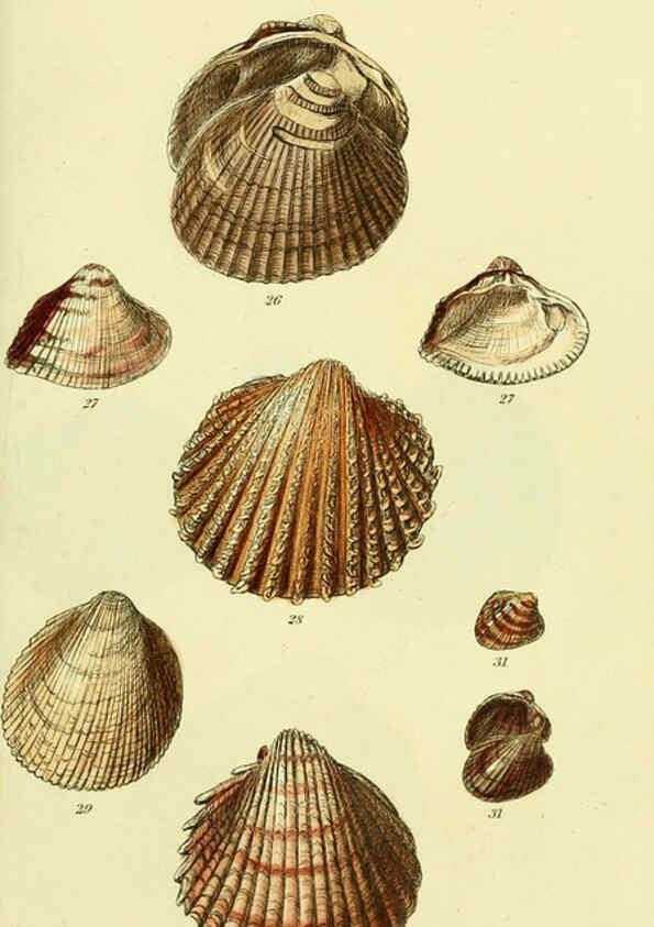 Reproducción/Reproduction 5977900761: The conchological illustrations or, Coloured figures of all the hitherto unfigured recent shells London :[s.n.] ;1832