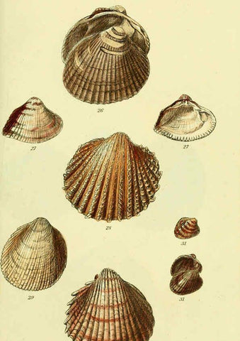 Reproducción/Reproduction 5977900761: The conchological illustrations or, Coloured figures of all the hitherto unfigured recent shells London :[s.n.] ;1832