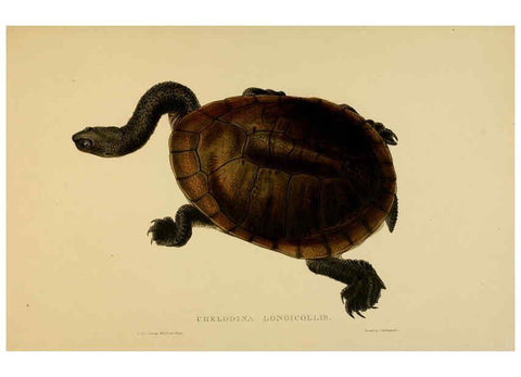 Reproducción/Reproduction 5978410034: Tortoises, terrapins, and turtles London, Paris, and Frankfort :H. Sotheran, J. Baer & co.,1872