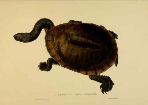 Reproducción/Reproduction 5978410034: Tortoises, terrapins, and turtles London, Paris, and Frankfort :H. Sotheran, J. Baer & co.,1872