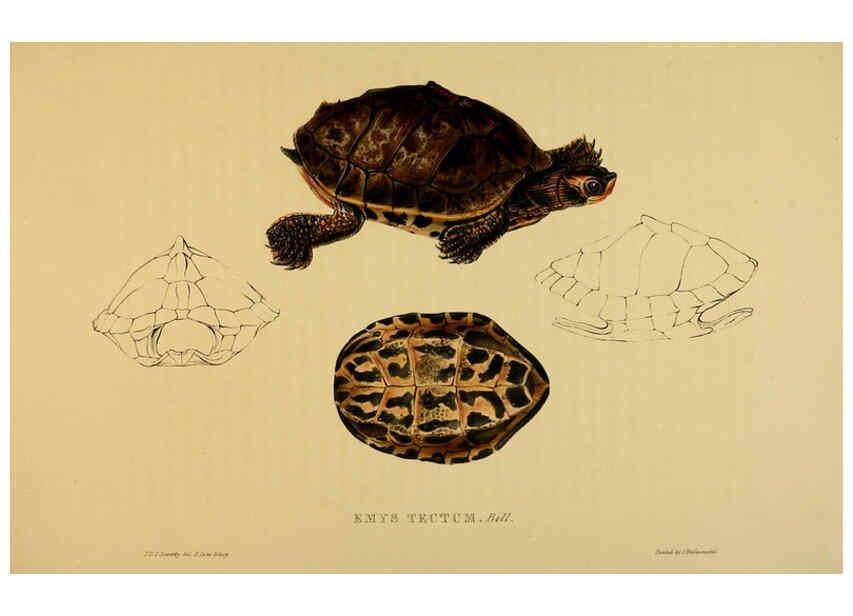 Reproducción/Reproduction 5978409542: Tortoises, terrapins, and turtles London, Paris, and Frankfort :H. Sotheran, J. Baer & co.,1872
