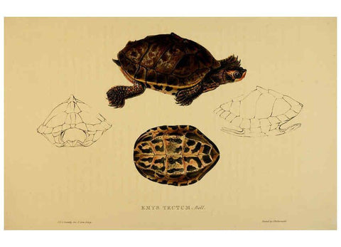 Reproducción/Reproduction 5978409542: Tortoises, terrapins, and turtles London, Paris, and Frankfort :H. Sotheran, J. Baer & co.,1872