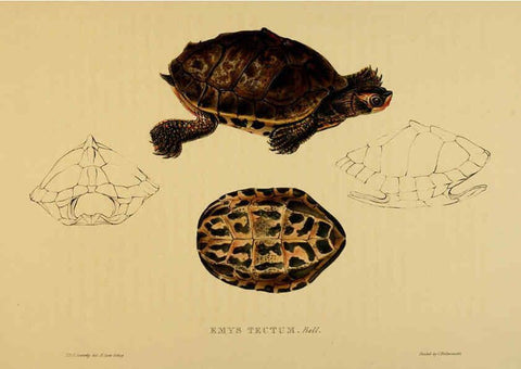 Reproducción/Reproduction 5978409542: Tortoises, terrapins, and turtles London, Paris, and Frankfort :H. Sotheran, J. Baer & co.,1872