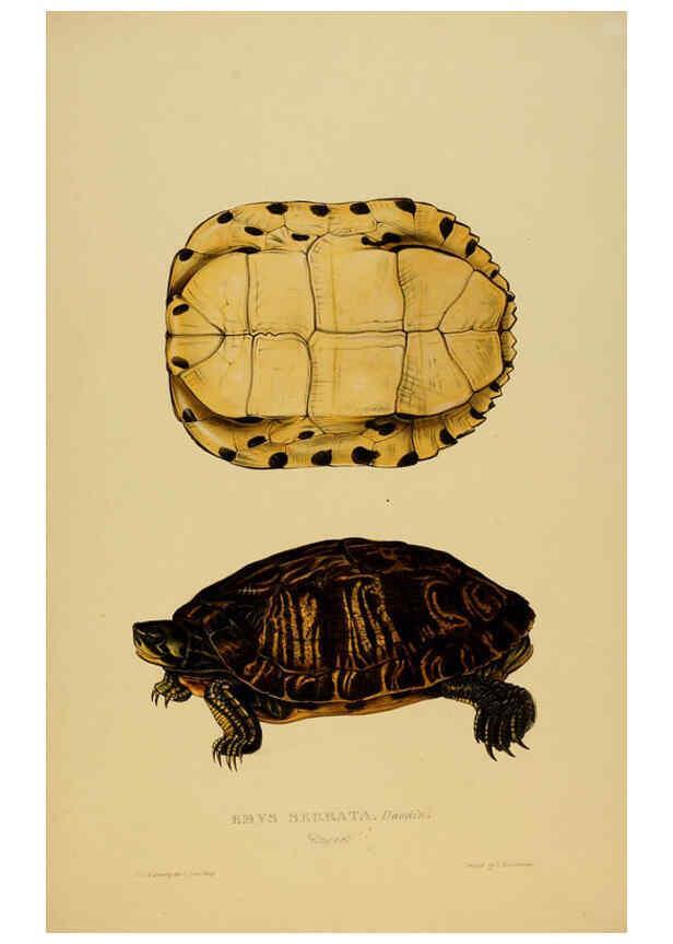 Reproducción/Reproduction 5977787303: Tortoises, terrapins, and turtles London, Paris, and Frankfort :H. Sotheran, J. Baer & co.,1872