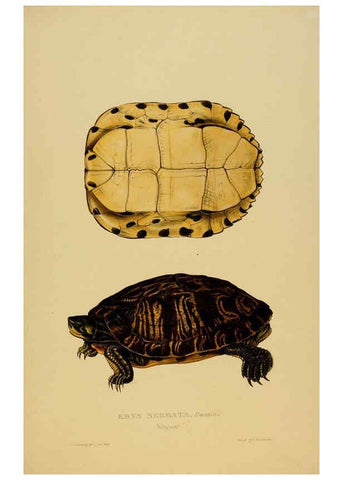 Reproducción/Reproduction 5977787303: Tortoises, terrapins, and turtles London, Paris, and Frankfort :H. Sotheran, J. Baer & co.,1872